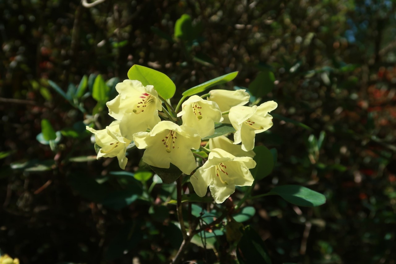 R. wardii